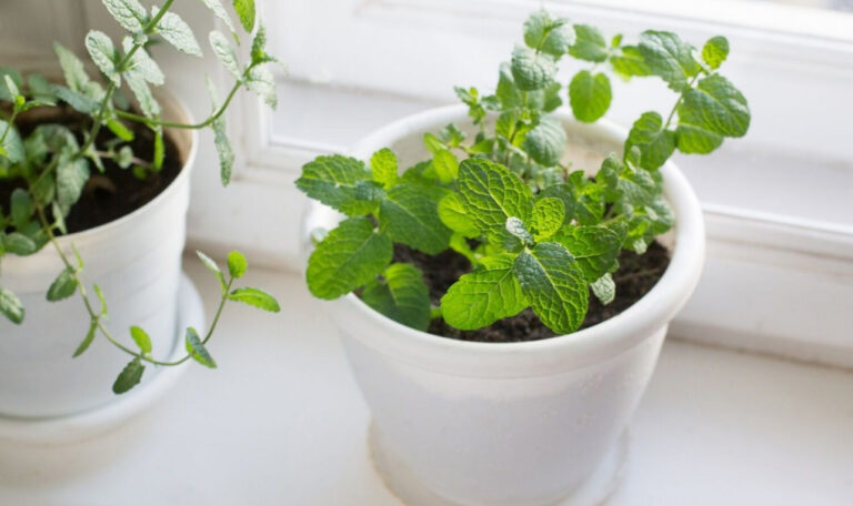 Non piantare la menta in vaso senza sapere questa fondamentale regola