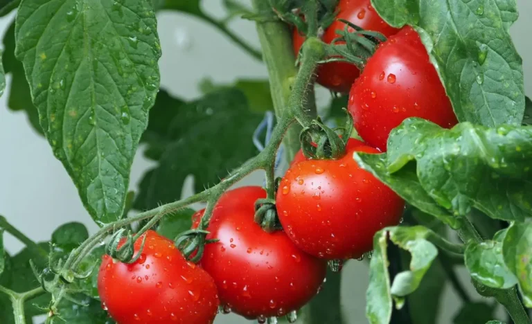 Effetti della cenere sui pomodori: cosa succede quando li concimi?
