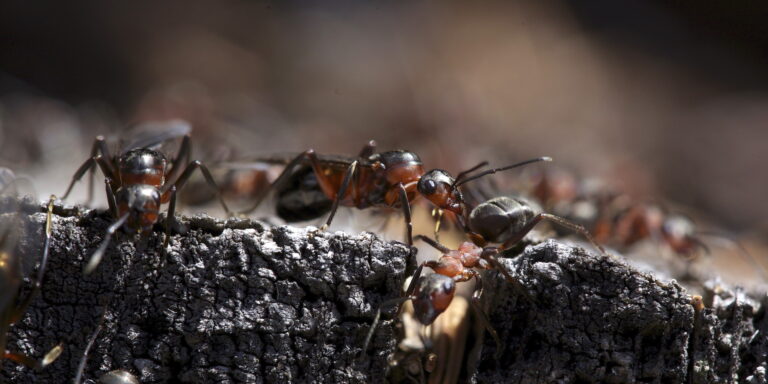 Differenze tra formiche nere e rosse: guida per identificarle e scoprire quali possono danneggiare il tuo giardino