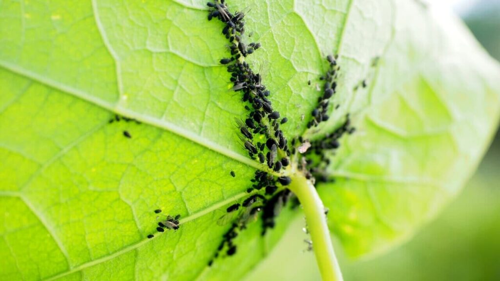 3 trappole naturali infallibili per allontanare gli insetti