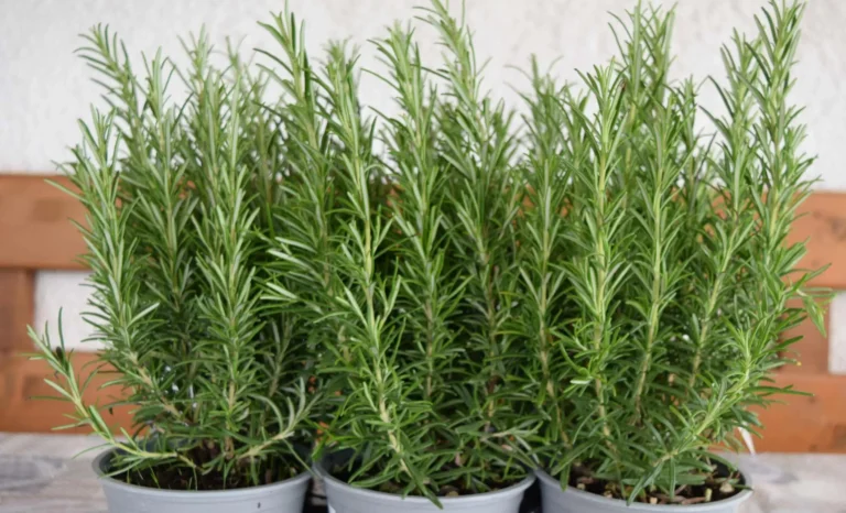 Rigenera il tuo rosmarino legnoso: scopri il segreto per una pianta profumata e rigogliosa